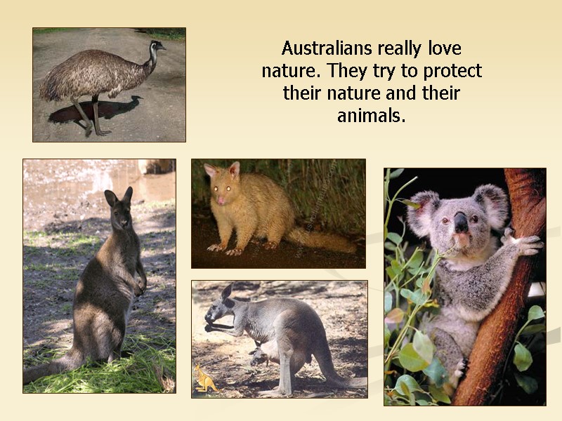 Australians really love nature. They try to protect their nature and their animals. Australians really love nature. They try to protect their nature and their animals.